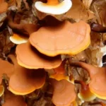 1-ingredient-1.webp